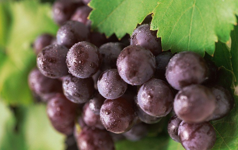 “葡萄美酒夜光杯”，敦煌陽(yáng)關(guān)葡萄最甜美