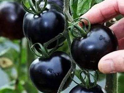 快看！蘭州新區(qū)高優(yōu)新特圣女果“黑羅漢”成熟待摘