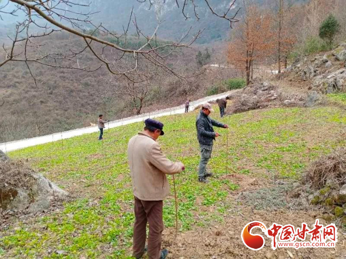 【甘肅全民戰(zhàn)“疫”】戰(zhàn)“疫”中，隴南稻坪的春天