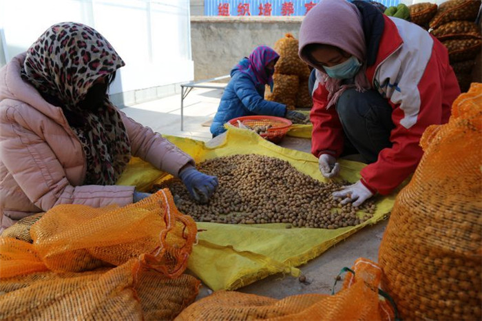 了不起！甘肅定西馬鈴薯良種出口7個(gè)國(guó)家