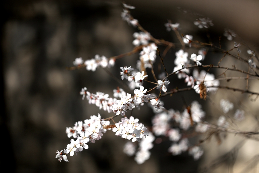 海報|花開隴原，甘肅這些景區(qū)正在復(fù)蘇！