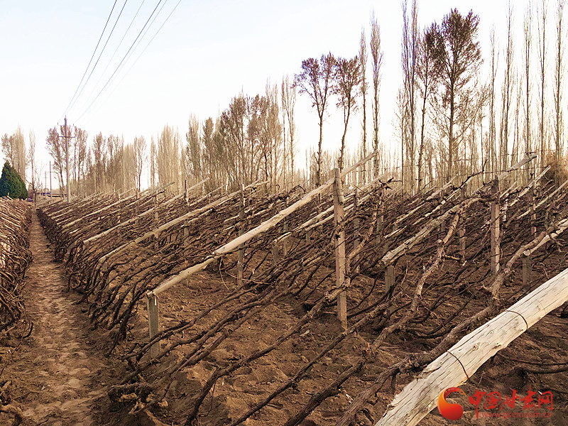 敦煌陽(yáng)關(guān)鎮(zhèn)：萬(wàn)畝葡萄出土上架（圖）