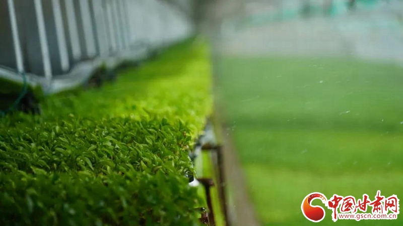 【甘肅省決戰(zhàn)決勝脫貧攻堅(jiān)·產(chǎn)業(yè)扶貧】永昌縣焦家莊鎮(zhèn)：高原夏菜鼓起農(nóng)戶(hù)“錢(qián)袋子”