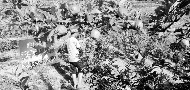 “于堡村果園”開張記——認(rèn)購(gòu)“一棵樹”，結(jié)出“致富果”