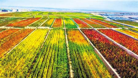 拉開架勢(shì)興產(chǎn)業(yè)——武威天?？h發(fā)展特色農(nóng)業(yè)綜述