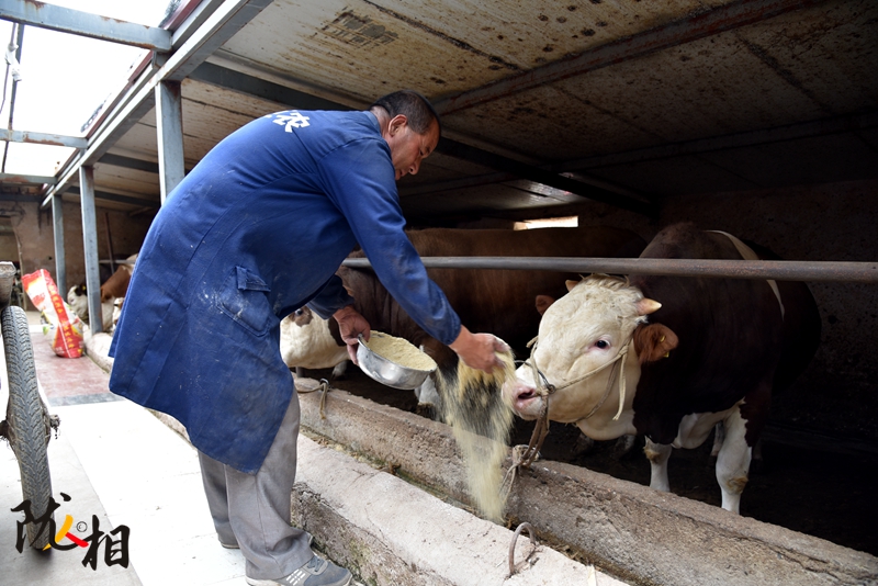 【隴人相】脫貧路上的實(shí)干家——“牛”人馬占清