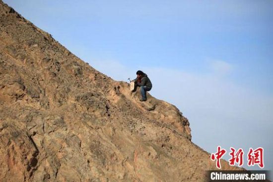 圖為敦煌“80后”畫家張杰龍?jiān)诙鼗腿Ｉ嚼锊杉V石顏料。(資料圖)受訪者供圖