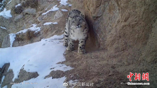 精靈漫步！甘肅阿克塞祁連山深處現(xiàn)雪豹身影