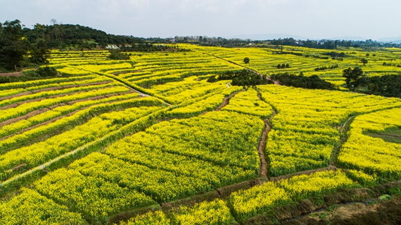 千余畝油菜花盛開。廖濤 攝