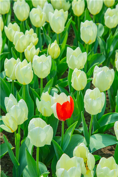 花叢中，別具一格。羅云希 攝