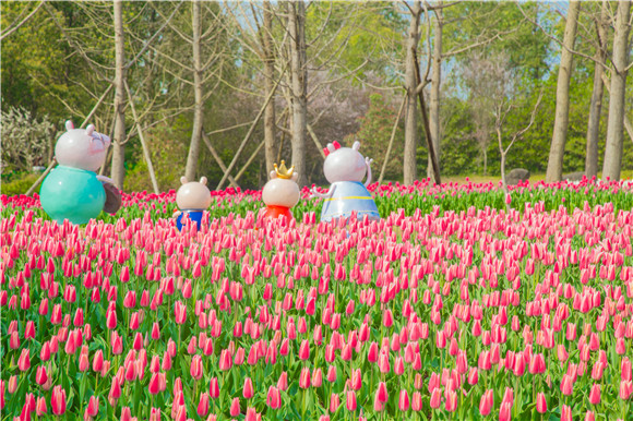 長壽湖郁金香次第開放。羅云希 攝