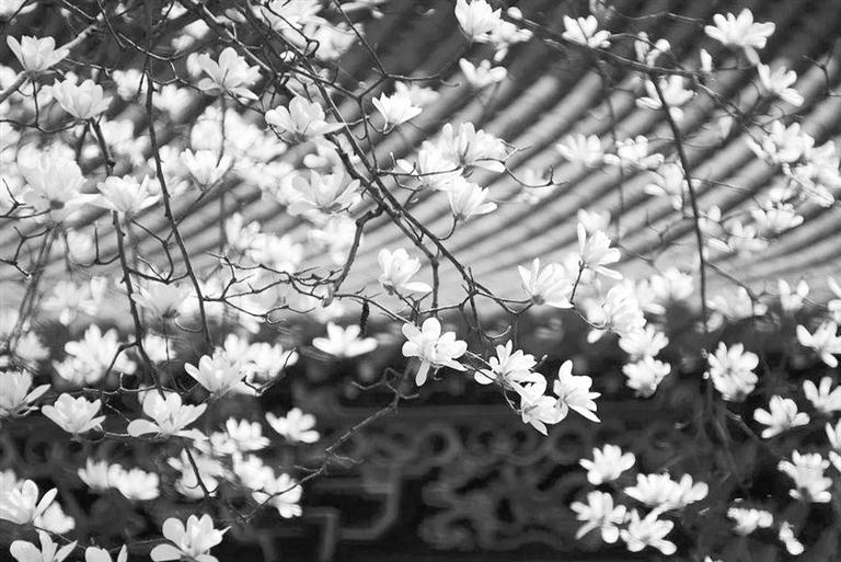 天水雙玉蘭堂，吟杜甫詩(shī) 煎泉水茶 賞白石書法