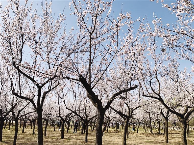 唐汪川的杏花開了！周邊游再添好去處