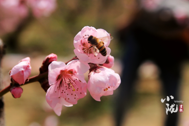 【小隴畫報(bào)·113期】最美人間四月天，灼灼桃花映秦安