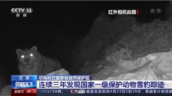 “大貓”出沒(méi)！甘肅尕海則岔保護(hù)區(qū)連續(xù)三年發(fā)現(xiàn)雪豹蹤跡