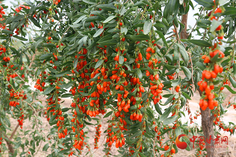 【小康圓夢·看甘肅】臨澤鴨暖鎮(zhèn)：“紅果果”鋪就致富路