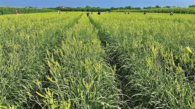 慶陽鎮(zhèn)原：9萬畝黃花菜 鋪就金色致富路