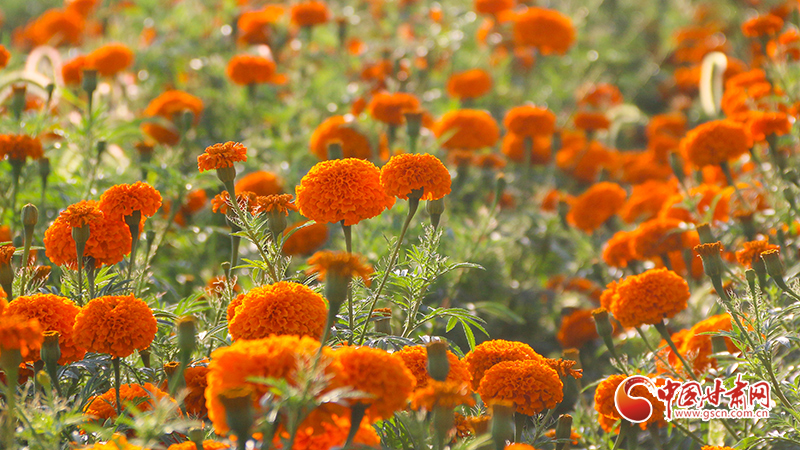 【小康圓夢(mèng)·看甘肅】崇信：萬壽菊喜獲豐收 鋪就致富“黃金路”