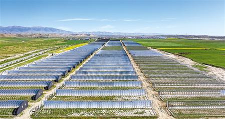 武威天?？h松山鎮(zhèn)德吉新村秀珍菇科技產(chǎn)業(yè)園初具規(guī)模