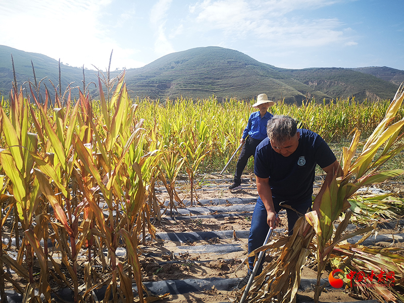 【慶豐收 感黨恩】定西安定：劉鴻奎的豐收節(jié)！