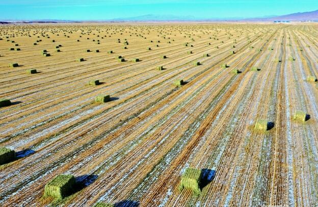【“飛閱”中國】瞰！山丹馬場撒“青豆”