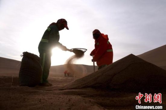 圖為“駱駝保姆”用土方法清理駝糞。　張曉亮 攝