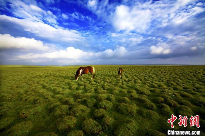 圖為甘肅甘南藏族自治州草原風光。(資料圖) 艾慶龍 　攝