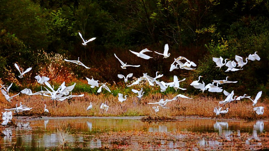 白鷺翩躚舞初冬。吳康軍攝