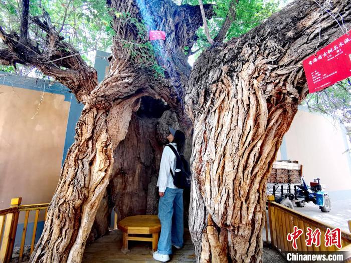 青海海東市阿河灘地質(zhì)文化村：古樹新枝、丹山碧水