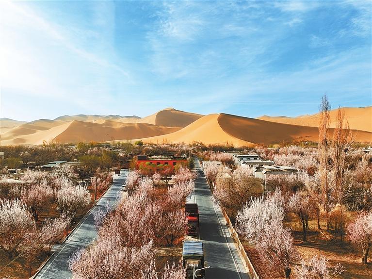 近日，敦煌鳴沙山下的李廣杏杏花陸續(xù)開放，美如畫卷。新甘肅·甘肅日報通訊員　張曉亮