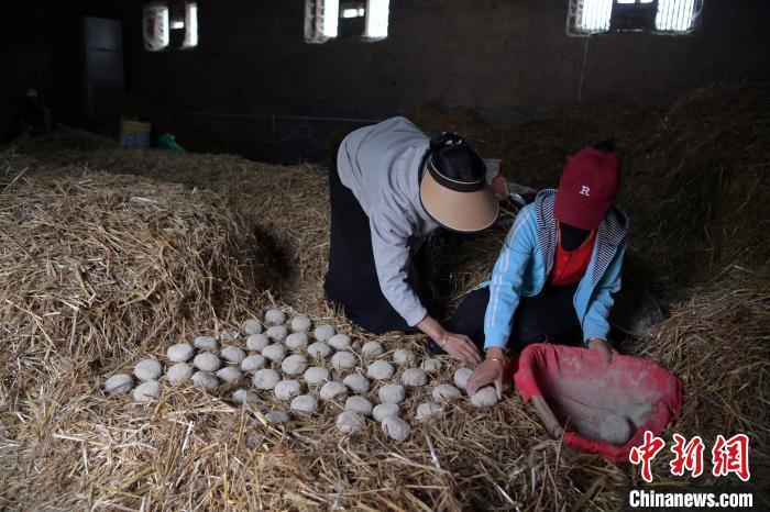酒曲成型之后入曲房，入室之前要灑水，再鋪青稞草，防止曲塊的水分被吸走，曲房內有通風道、窗戶、暖氣、電熱爐等各種控制曲房溫度的設備。圖為5月10日，工作人員將成型的曲塊搬運到曲房。九美旦增　攝