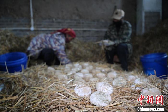 酒曲從曲坯入房培養(yǎng)到培養(yǎng)結束，整個培養(yǎng)周期控制在4至8天，曲坯的要求光滑，軟硬適宜，手按曲坯不松散，結實，薄厚一致。圖為5月10日，工作人員準備將培養(yǎng)好的曲坯拿到外面晾曬。九美旦增　攝