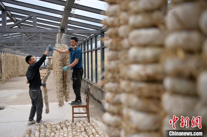 圖為5月10日，工作人員將用青稞面和青稞草等制成的曲坯用繩子串起來晾曬。九美旦增　攝