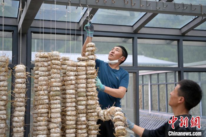 圖為5月10日，工作人員將用青稞面和青稞草等制成的曲坯用繩子串起來晾曬。九美旦增　攝