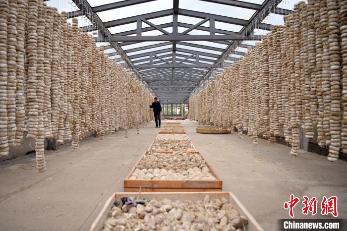 圖為5月10日，工作人員檢查晾曬的曲胚。九美旦增　攝