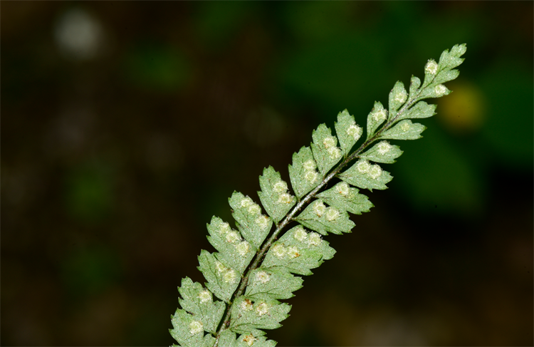 1730187561583775.png 5-2.png