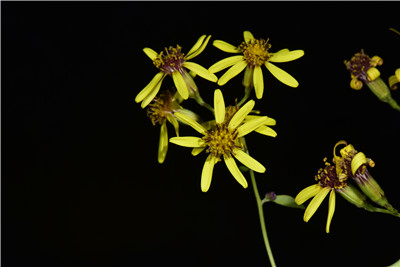 1735619120114027.jpg 千里光 (3).JPG