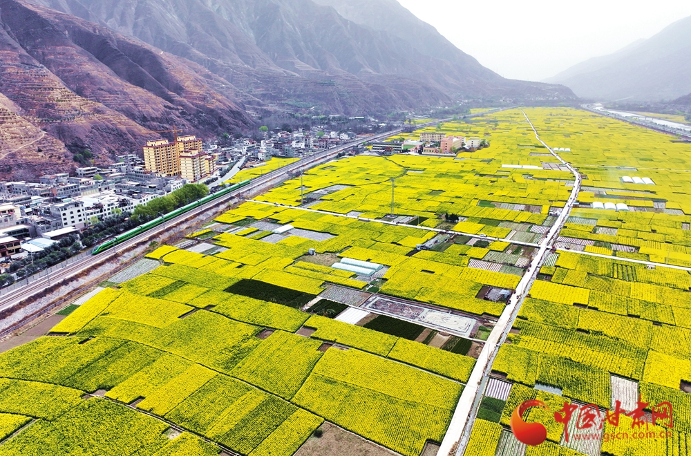 油菜花開(kāi)迎客來(lái)