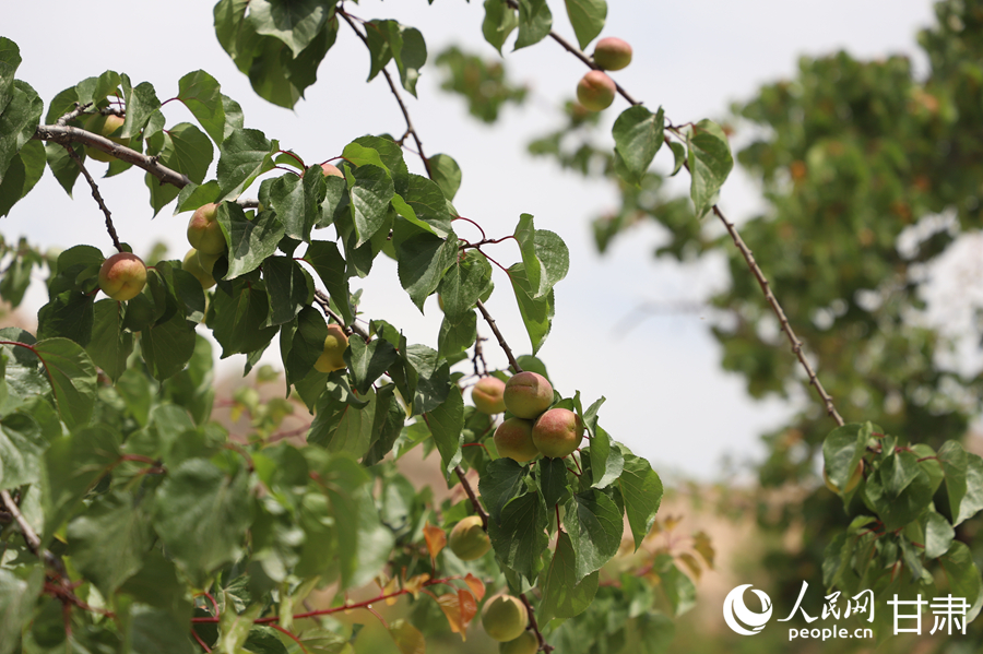 蘭溝村百畝杏林的杏子即將成熟。人民網(wǎng)記者 焦隆攝