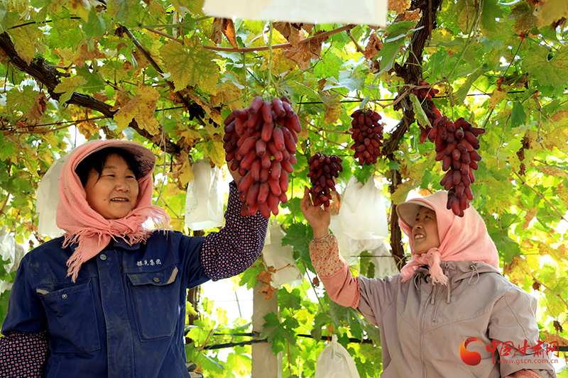 臨澤：冬日葡萄藤上掛
