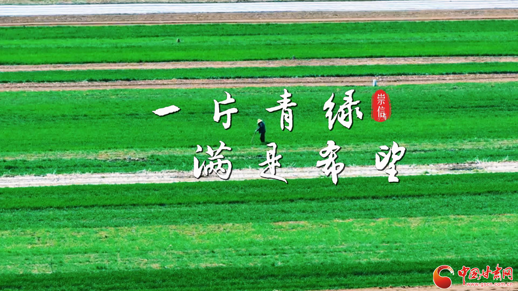 【甘快看】春動隴原·隴拍客丨平涼崇信：沃野鋪翠繪就春日好“豐”景
