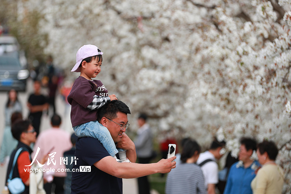 甘肅皋蘭：萬畝梨花綻放 農(nóng)旅興旺促振興